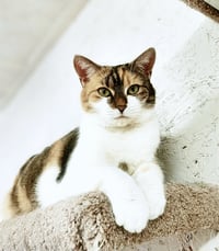 Walnut - Photo 3