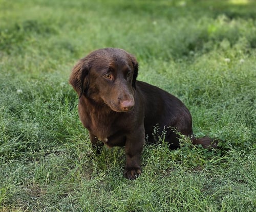 3.DOVE - Boykin Spaniel available for adoption