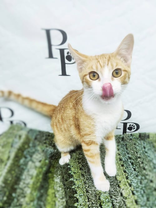 BENNY - Domestic Short Hair available for adoption