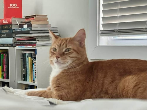 COURTESSY POST-PRECIOUS
