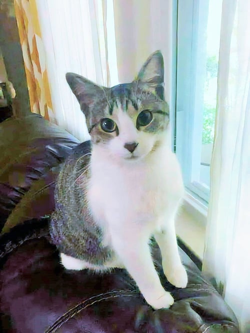 FEATHER - Domestic Short Hair available for adoption