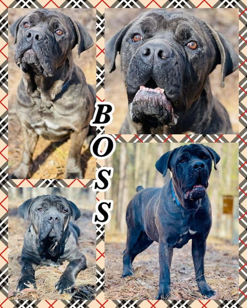 COURTESY POST...BOSS - Cane Corso Mastiff for adoption in Athens