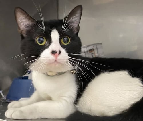 ROMEO - Domestic Short Hair available for adoption