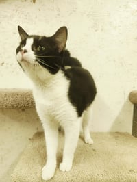 Romeo - Photo 3
