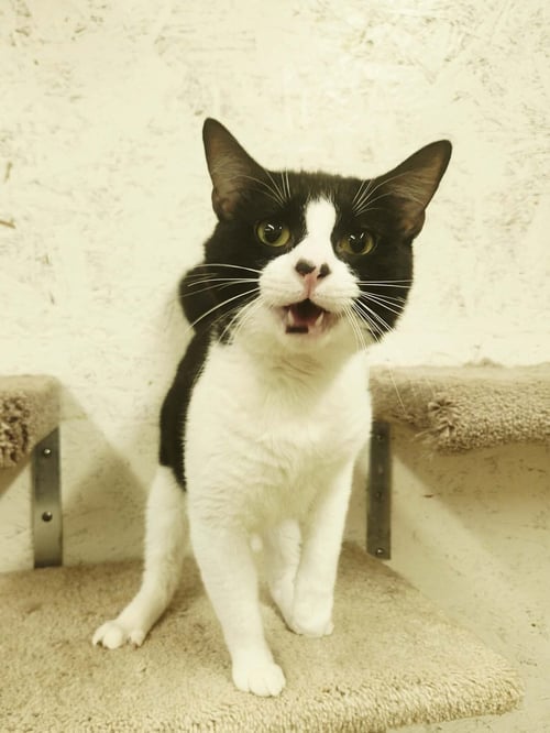 ROMEO - Domestic Short Hair available for adoption