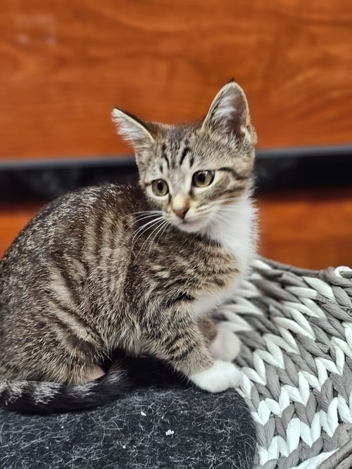 TATER TOT - Domestic Short Hair available for adoption