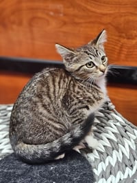 Tater Tot - Photo 2