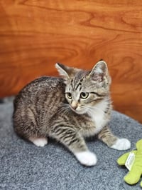 Tater Tot - Photo 3