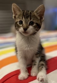 Millie - Photo 1