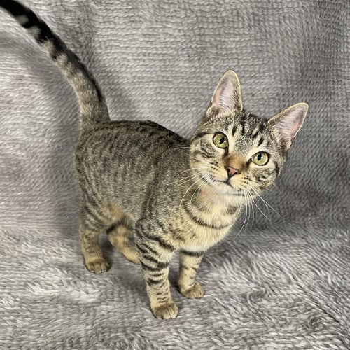 SKYLINE - ANDREA FOSTER - Domestic Short Hair for adoption in Athens