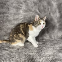 Patsy - Andrea foster - Photo 2