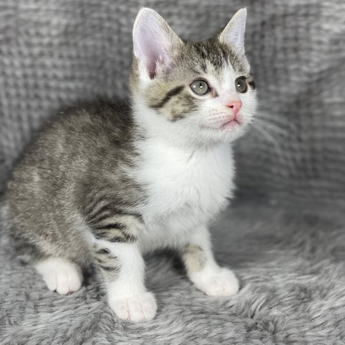 TIP - ANDREA FOSTER - Domestic Short Hair for adoption in Athens