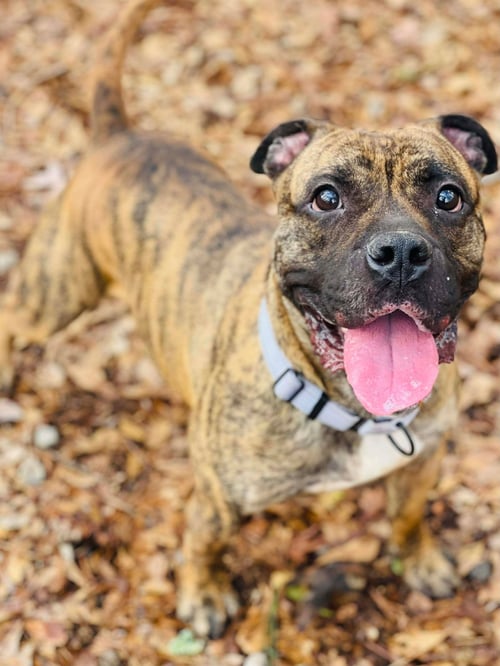 COURTESY POST..FLYNN - American Staffordshire Terrier / Boxer for adoption in Athens