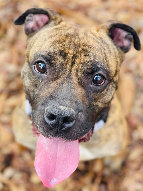 COURTESY POST..FLYNN - American Staffordshire Terrier / Boxer available for adoption