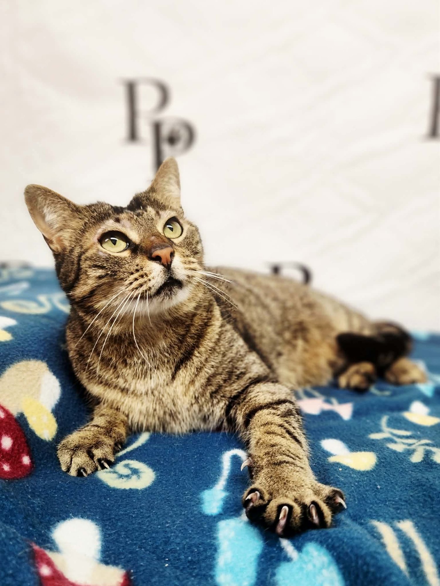 REACHER - Domestic Short Hair for adoption in Athens
