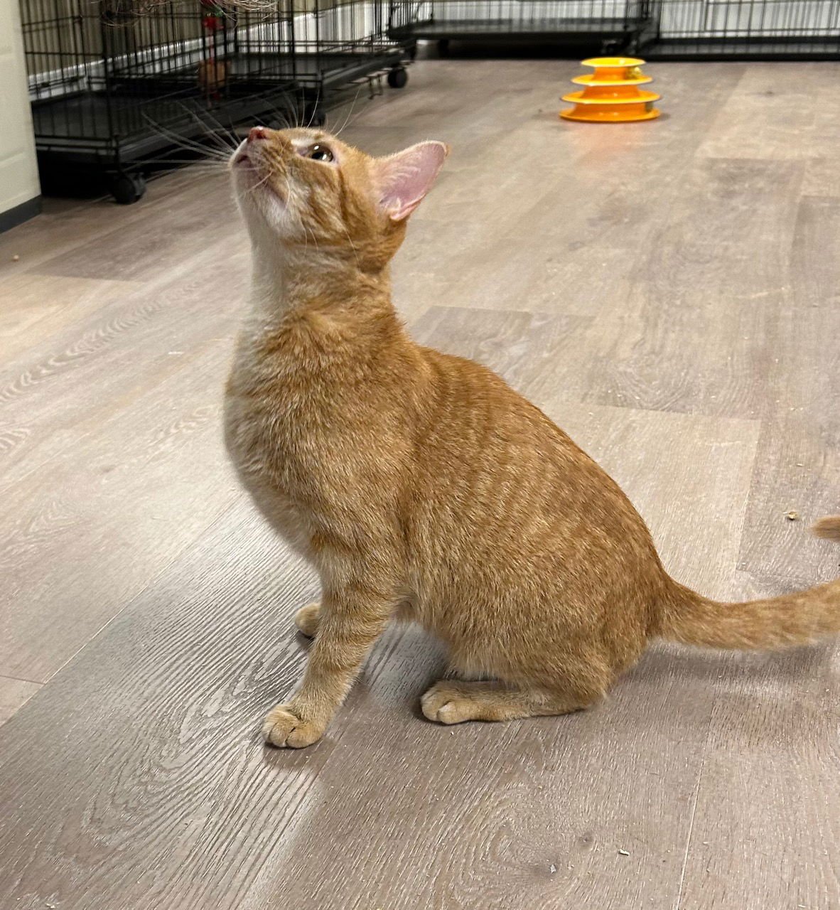 STEVIE NICKS - Domestic Short Hair / Tabby available for adoption