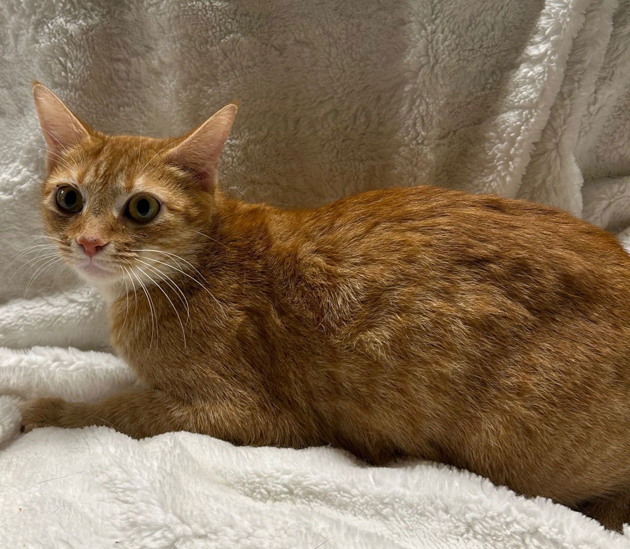 STEVIE NICKS - Domestic Short Hair / Tabby available for adoption