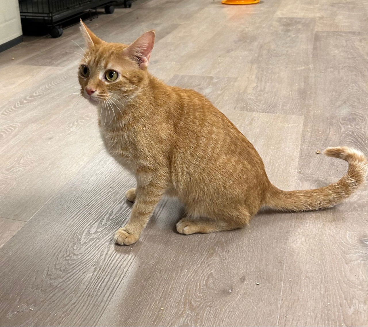 Stevie Nicks - Photo 3