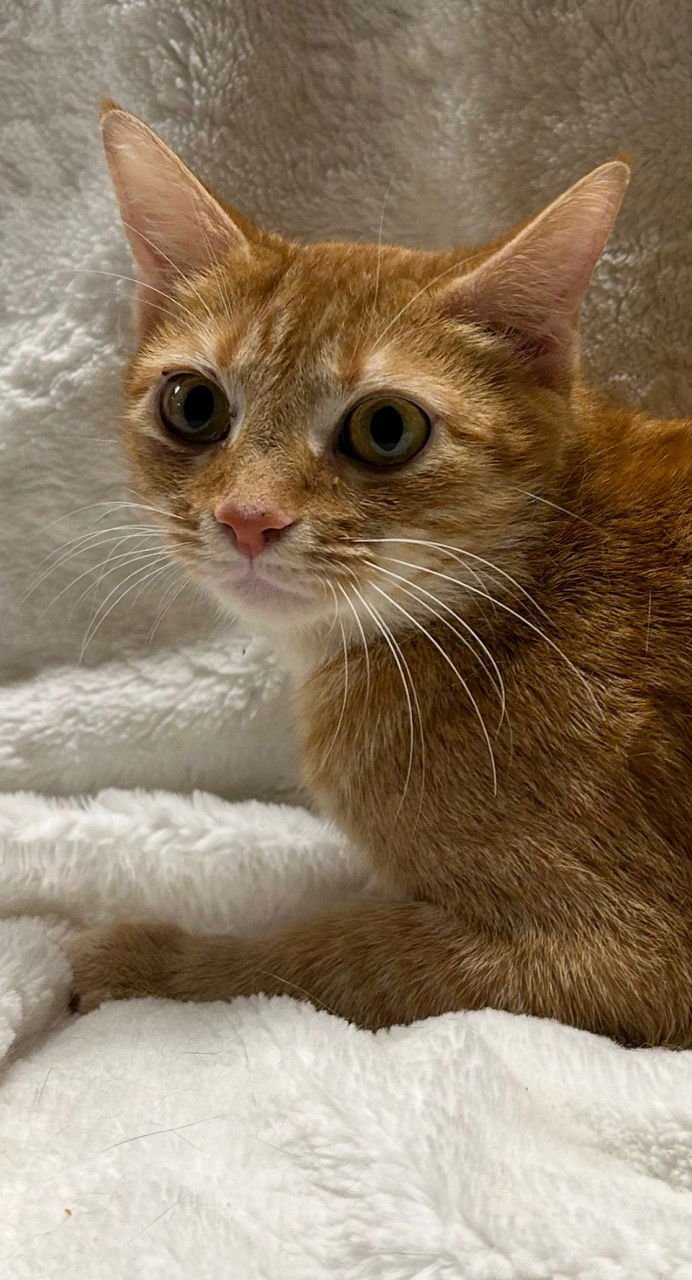 Stevie Nicks - Photo 4