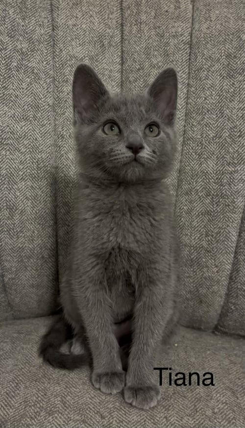 TIANA - Domestic Short Hair for adoption in Athens