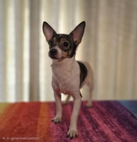 COCO BEAN - Photo 3
