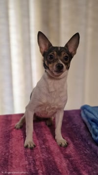 COCO BEAN - Photo 1