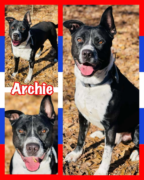 COURTESY POST..ARCHIE - Border Collie for adoption in Athens