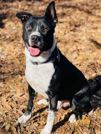 COURTESY POST..Archie - Photo 2