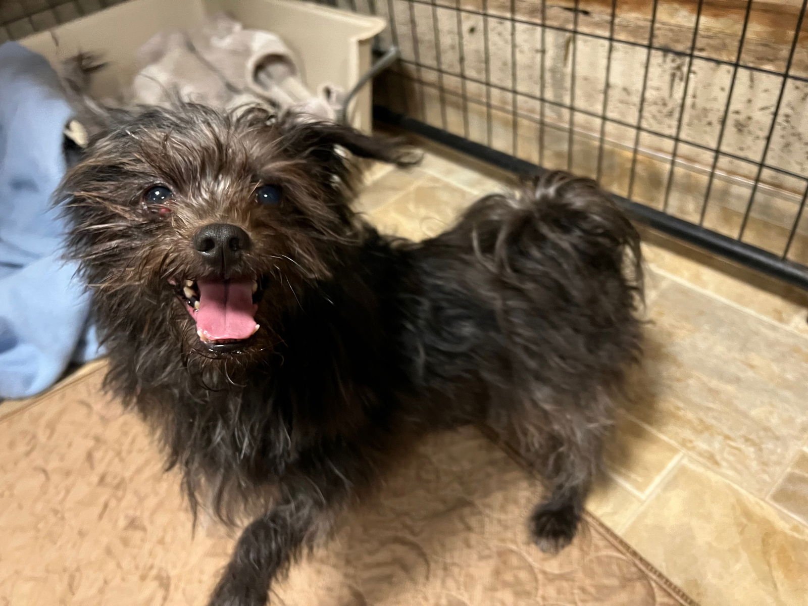 CAPTAIN JACK - Cairn Terrier available for adoption