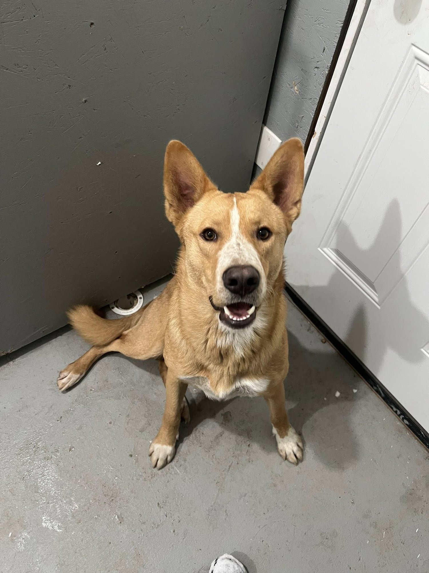 COOPER - BEST DOG EVER! - Unknown available for adoption