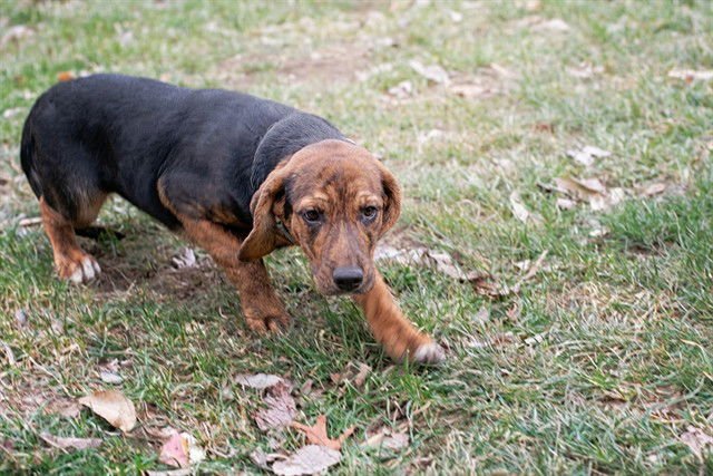 PEPA - Hound available for adoption