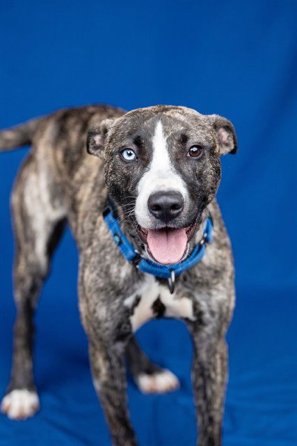 ASTRID - Whippet / Siberian Husky available for adoption
