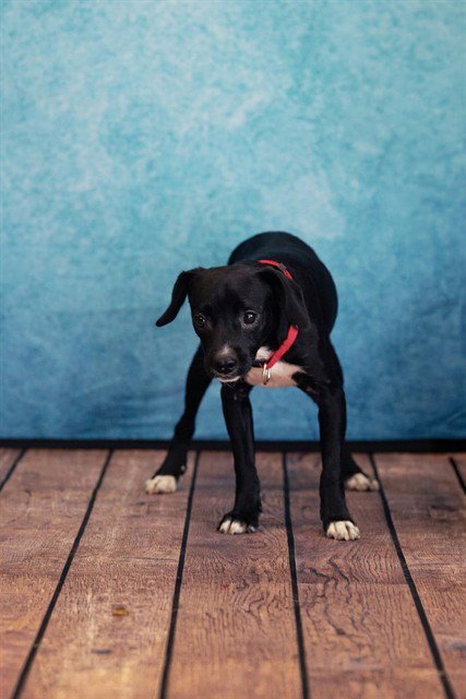VERNON - Hound available for adoption