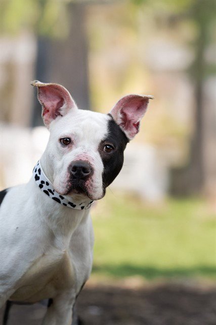 MOO - American Pit Bull Terrier available for adoption