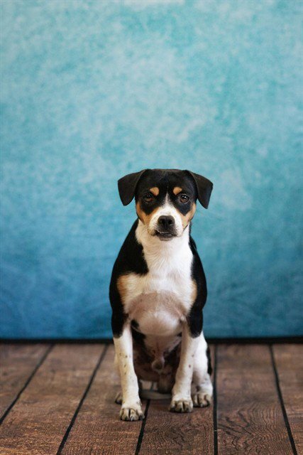 GUS - Beagle available for adoption