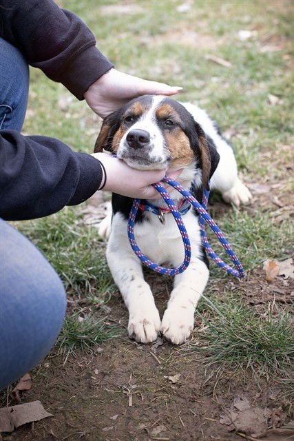 ANTONIO - Hound available for adoption