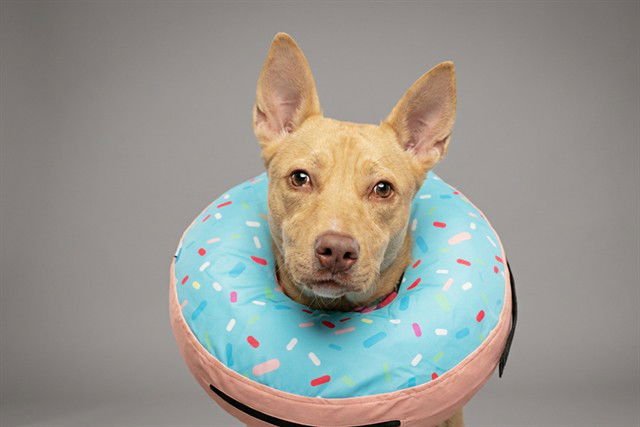 NELLIE - Pit Bull Terrier available for adoption