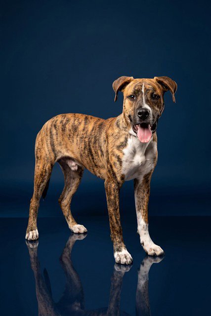 BOOKER T - Boxer available for adoption