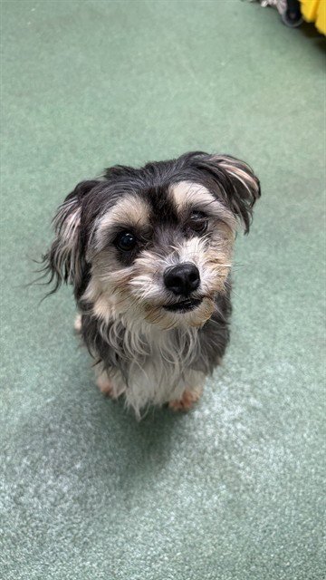 COFFEE - Schnauzer available for adoption