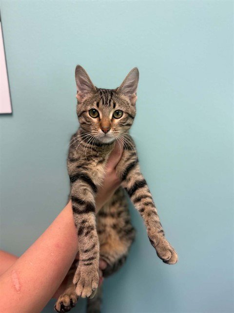 FERRIS WHEEL - Domestic Short Hair available for adoption