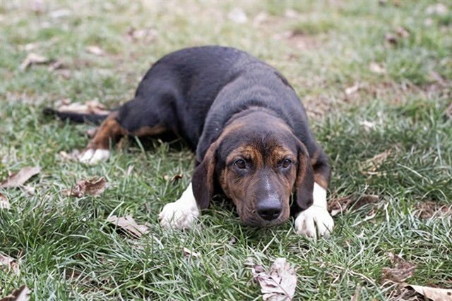 DOLORES - Hound available for adoption