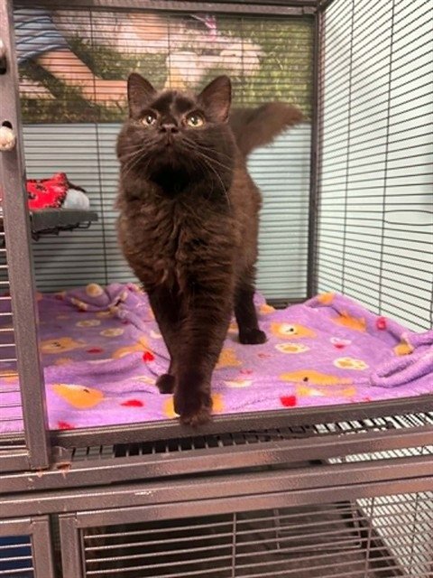 LEMON SHAKE UP - Domestic Long Hair available for adoption