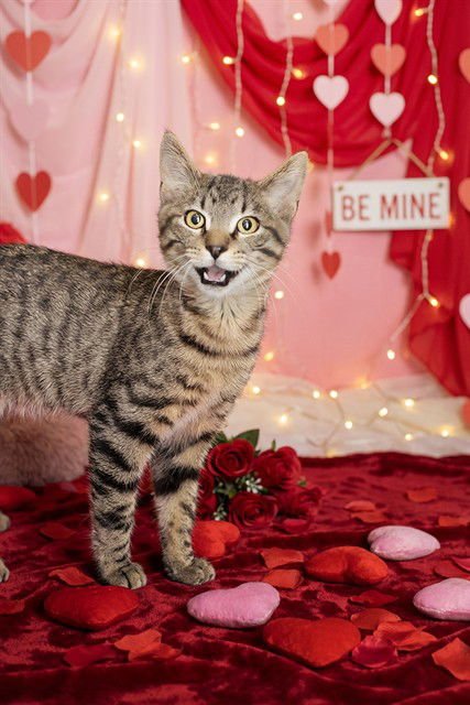 FALLON - Domestic Short Hair available for adoption