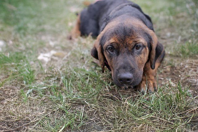 LUISA - Hound available for adoption