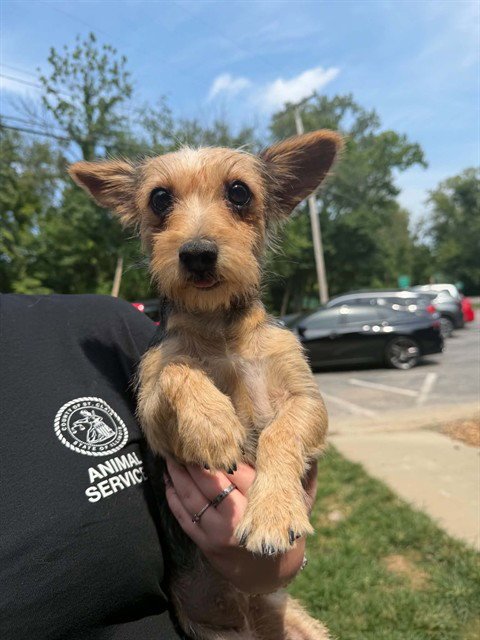 JUDY - Parson Russell Terrier / Yorkshire Terrier Yorkie available for adoption