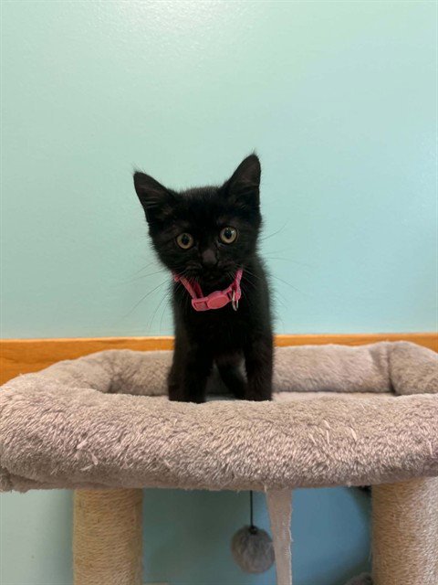 FUNNEL CAKE - Domestic Short Hair available for adoption
