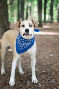 BLUEBELL - Photo 1