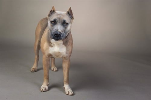 KANGA - Presa Canario available for adoption