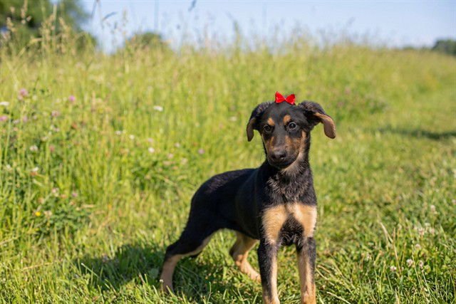 DARLA - Doberman Pinscher available for adoption