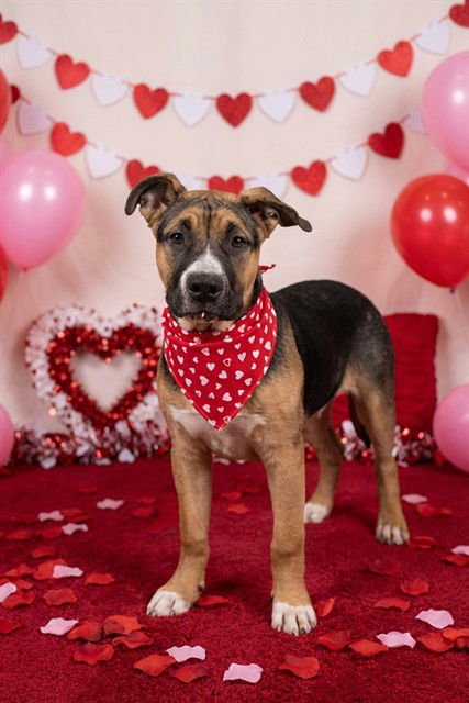 BIG MAC - German Shepherd Dog / American Bulldog available for adoption